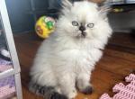 lucy - Himalayan Cat For Sale - Barrington&comma; IL&comma; US