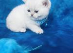 RESERVED Oreo - British Shorthair Cat For Sale - Sunnyvale&comma; CA&comma; US