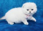 Zoe - Scottish Fold Cat For Sale - Sunnyvale&comma; CA&comma; US