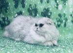 Elsa - Scottish Fold Cat For Sale - Sunnyvale&comma; CA&comma; US