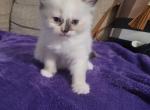 Tortie Ragdoll Kitten Female - Ragdoll Cat For Sale - Jacksonville&comma; NC&comma; US