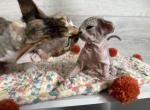 M - Devon Rex Cat For Sale - Philadelphia&comma; PA&comma; US