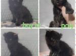 Male black highlander mh - Highlander Cat For Sale - Frenchtown&comma; MI&comma; US
