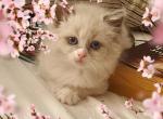 None - Ragamuffin Cat For Sale - Niles, OH, US