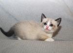 Blue Eyes - Munchkin Cat For Sale - Vicksburg&comma; MS&comma; US