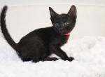 F5 Melanistic Girl - Savannah Cat For Sale - Lakeland&comma; FL&comma; US