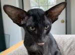 Black OSH Male Kitten Oriental Shorthair - Oriental Cat For Sale - NJ&comma; US