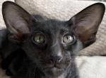 OSH Female Black Oriental Shorthair Kitten - Oriental Cat For Sale - NJ&comma; US