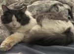 Dom - Ragamuffin Cat For Sale/Service - Oklahoma City&comma; OK&comma; US