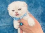 Simba - Scottish Fold Cat For Sale - Sunnyvale&comma; CA&comma; US