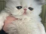 Lexi babies - Persian Cat For Sale - Saylorsburg&comma; PA&comma; US