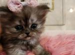 Dolly - Scottish Straight Cat For Sale - Grand Rapids&comma; MI&comma; US