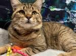 Rusty - American Bobtail Cat For Sale - West Branch&comma; MI&comma; US