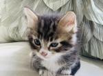 Tom Kitten - Munchkin Cat For Sale - Salem&comma; OR&comma; US