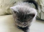Smoky - Munchkin Cat For Sale - Salem&comma; OR&comma; US