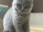 Milana - Scottish Fold Cat For Sale - Huntington&comma; NY&comma; US