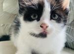 Lexie - Munchkin Cat For Sale - Salem&comma; OR&comma; US