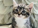 Posey - Munchkin Cat For Sale - Salem&comma; OR&comma; US