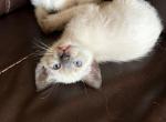 Seal male - Siamese Cat For Sale - Hampden&comma; MA&comma; US