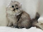 Louie - Persian Cat For Sale - Callahan&comma; FL&comma; US