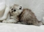 Boris - Persian Cat For Sale - Callahan&comma; FL&comma; US