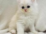 Max - Persian Cat For Sale - Callahan&comma; FL&comma; US