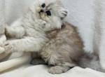 Daisy - Persian Cat For Sale - Callahan&comma; FL&comma; US