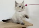 Siberian Kitten Red Collar - Siberian Cat For Sale - Rosenberg&comma; TX&comma; US