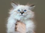 Siberian Kitten Black Collar - Siberian Cat For Sale - Rosenberg&comma; TX&comma; US