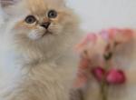 Siberian Kitten Navy Collar - Siberian Cat For Sale - Rosenberg&comma; TX&comma; US