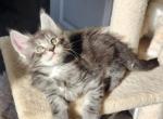 Gilligan - Maine Coon Cat For Sale - Russellville&comma; MO&comma; US