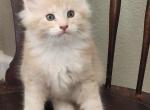 Professor - Maine Coon Cat For Sale - Russellville&comma; MO&comma; US