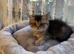 Bambby - Scottish Straight Cat For Sale - Brooklyn&comma; NY&comma; US