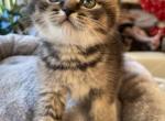 Baron - Scottish Straight Cat For Sale - Brooklyn&comma; NY&comma; US