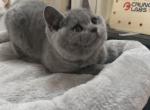 Ben - British Shorthair Cat For Sale - Rancho Cucamonga&comma; CA&comma; US