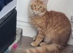 Dantes - Maine Coon Cat For Sale - Staten Island&comma; NY&comma; US