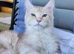 Fester - Maine Coon Cat For Sale - Staten Island&comma; NY&comma; US