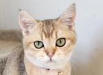 Clyde - Scottish Straight Cat For Sale - New York&comma; NY&comma; US