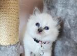 Fern - Ragdoll Cat For Sale - Attica&comma; MI&comma; US