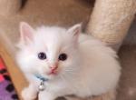 Tuna - Ragdoll Cat For Sale - Attica&comma; MI&comma; US