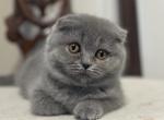 Jane - Scottish Fold Cat For Sale - Huntington&comma; NY&comma; US