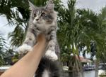 Chloe - Maine Coon Cat For Sale - Hollywood&comma; FL&comma; US