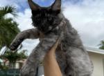 Theo - Maine Coon Cat For Sale - Hollywood&comma; FL&comma; US