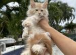 Garfield - Maine Coon Cat For Sale - Hollywood&comma; FL&comma; US