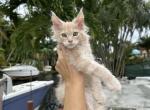 Nico - Maine Coon Cat For Sale - Hollywood&comma; FL&comma; US