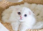 FROSTY - Scottish Fold Cat For Sale - Fontana&comma; CA&comma; US