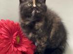 Tanya - Scottish Fold Cat For Sale - North Richland Hills&comma; TX&comma; US