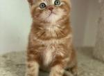 Garfield - Scottish Straight Cat For Sale - North Richland Hills&comma; TX&comma; US
