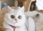 DOVE - British Shorthair Cat For Sale - Fontana&comma; CA&comma; US