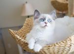 ELSA - Ragdoll Cat For Sale - Fontana&comma; CA&comma; US